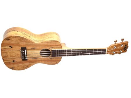 CONCERT Spalted Maple FUNDA - Image 2
